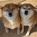 (급벙 영화모임) 6월 28일 토요일 오후 4시 광화문 씨네큐브 ㅡ 그을린 사랑 이미지