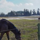 한림목장 이미지