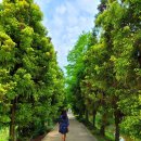 청산 단풍나무길 이미지