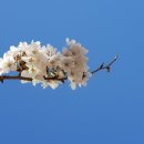 송탄로 이미지