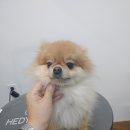 미용하개 이미지