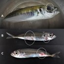 지중해전갱이(Trachurus mediterraneus)의 Vibrio vulnificus 이미지