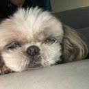 강아지를 미용하는 여자 이미지