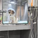 송도동물병원 네이버블로그
