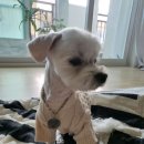 아르테 펫살롱 이미지