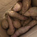 참농장 | 땅끝참고구마농장 호박고구마 밤고구마 후기😆 가을 간식 추천