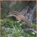다람쥐 먹이공수 & 주변풍광 이미지