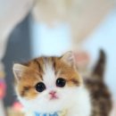 강남고양이분양캣프렌즈
