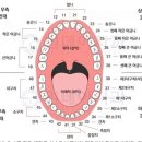 ﻿K04.9 치수 및 치근단주위조직의 기타 및 상세불명의 질환 이미지