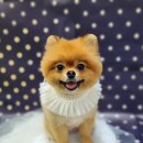 다이아몽 이미지