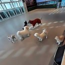 댕댕이네 | 댕댕이 맡길 때마다 마음이 찢어진다면? 시흥애견호텔 정착 후기!