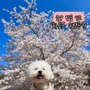 화동못 수변공원 | 울산 벚꽃 명소 화동못 궁거랑 작천정 말고 사람들 모르는 조용한 숨은 벚꽃 스팟