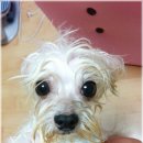 달샘 Daum카페