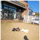 애견카페왕 이미지