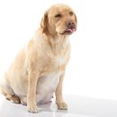 마이펫동물약국 이미지