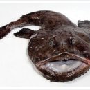 팔도미락 이미지