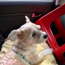 낮은굴뚝 애견펜션 | [낮은굴뚝 애견펜션] 태안 / 애견동반펜션 / 반려견 / 여행