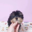 루시드 리엔 이미지