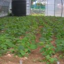 물안개농박 이미지