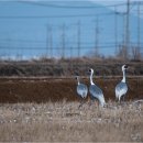 대위리-양지리 이미지