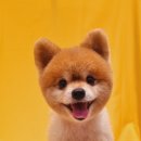 왈왈미용실 이미지