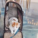 핑크로즈553 이미지