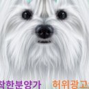 광주강아지분양 애견만세 이미지