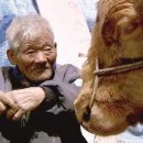 워낭소리 이미지