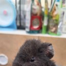 몬스타주 이미지