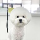 해피 애견 놀이방 이미지