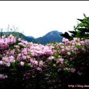지리산 풀잎