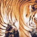 백두산 범 이미지