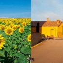 커피 플라워 이미지