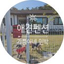 인천민박 | 인천 대부도 애견 펜션 기쁨이네 민박 다견 10마리 숙박 후기