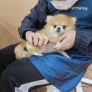 포항애견 이미지