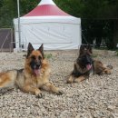 알프스애견 이미지