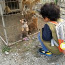 승민애견 이미지