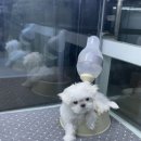 청주강아지분양 애견입양 애견미용 바른펫 | 청주강아지분양 애견입양 애견미용 바른펫 사랑받은 친구들이 있는곳이요