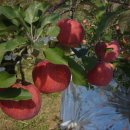 보람 농원 이미지