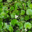 자라풀Hydrocharis dubia (Blume)Backer 이미지