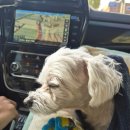 사하동물병원 | 사하동물 진료 찐 후기!! 초음파 및 혈액검사