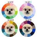 갈매독 애견유치원 이미지