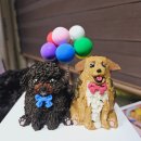 카페트라슈 이미지