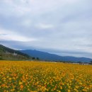 꽃이참 예쁘죠 양산 황산공원캠핑장임니다 참좋아요 잔디도있고 이미지