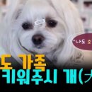 키워주시개 이미지