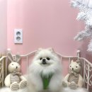 복이네 애견 미용 이미지