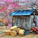 인생 샷! 붉은 매화 진주 매화숲 + 송비산 트레킹 + 광양 매화 이미지