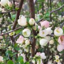 황칠농장 이미지