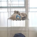 한국세탁 | 라브아 캡슐세제 후기 | 빨래 쉰내 제거 효과 좋은 세탁세제 추천