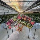 법곳길 | 딸기체험 추천 일산 다인이네딸기 체험 후기